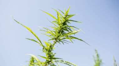 A single cannabis retailer license type would benefit both marijuana and hemp businesses